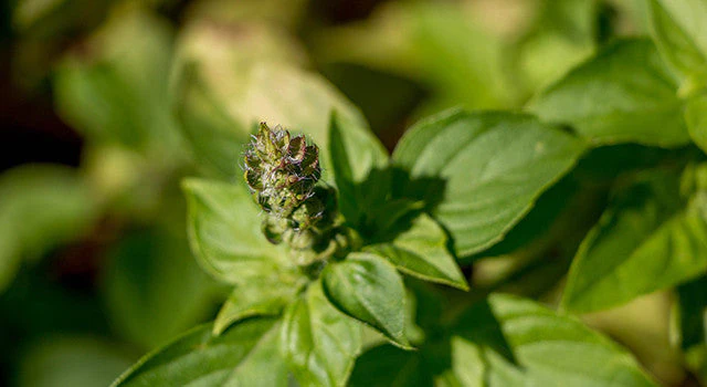 Dried adaptogenic herbs including ashwagandha and holy basil in ceramic bowls